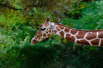 close-up of giraffe animal with long neck, Giraffa camelopardalis, brown spots on shiny skin, artiodactyl mammal from giraffidae family, beautiful natural green background of African savanna trees