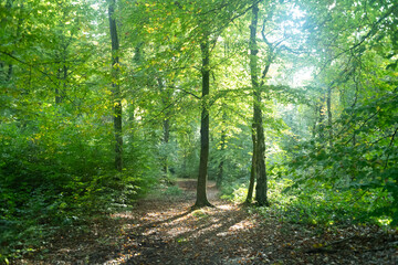 Obraz premium sun rays shining trough the tree's in a autumn forest with grass, bushes and leaves