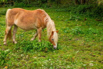 Healthy Haflinger horse enjoying green pasture. Strong and well-groomed animal. Perfect for equestrian themes, and animal welfare