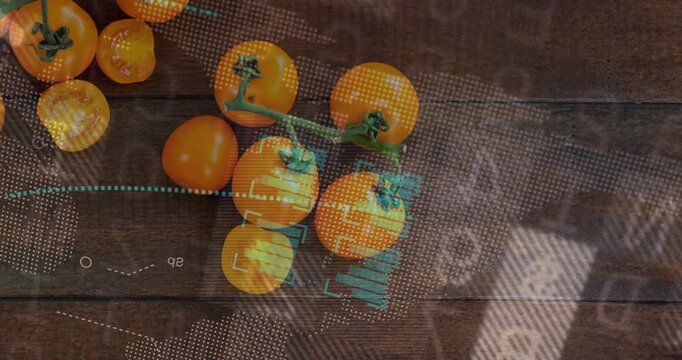 Teal overlay appearing and sweeping across tomato cluster, scanning and highlighting data