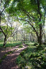 shiny forest in the autumn sunlight