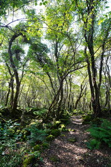fine autumn forest and path in the gleaming sunlight