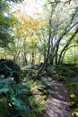 fine autumn forest and path in the gleaming sunlight