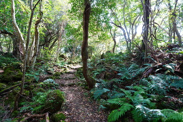 fine autumn forest and path in the gleaming sunlight