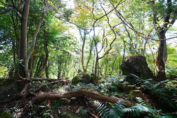 old wild forest in the autumn sunlight