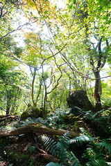 old wild forest in the autumn sunlight