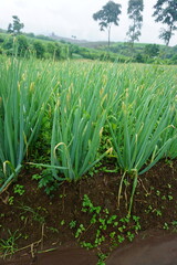 Red Onion Plants in a Cool, Lush Farm Environment