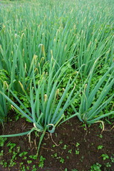 Red Onion Plants in a Cool, Lush Farm Environment