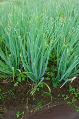Red Onion Plants in a Cool, Lush Farm Environment