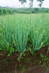 Red Onion Plants in a Cool, Lush Farm Environment