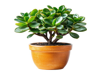 Obraz premium Lush potted plant, round, green leaves, terracotta pot