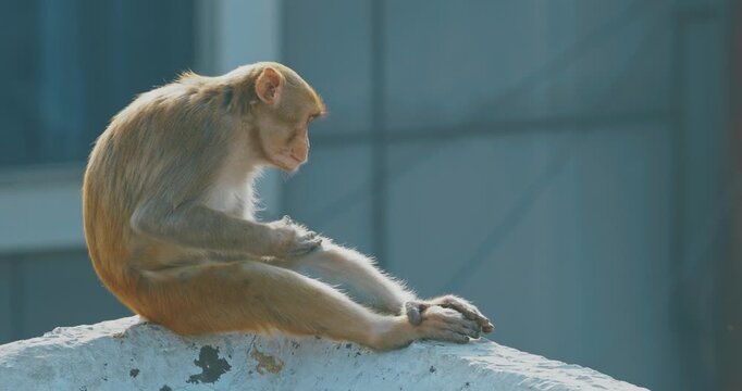 Agra, Uttar Pradesh, India. Slow Motion Monkey Sit Edge Of Roof And Combs Itself In Search Of Fleas. Animal Life In Urban Environment. Bonnet Macaque - Macaca Radiata Or Zati. Animal Life. Indian