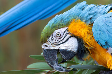 guacamayo