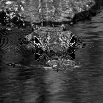 Ripples and Eyes In Black and White