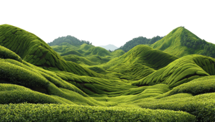 Lush, terraced green hills form a textured landscape view