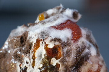 Close up of rotten persimmon fruit covered with white fungus and black spores