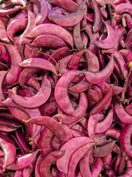 organic lablab purpureus: vibrant red indian beans