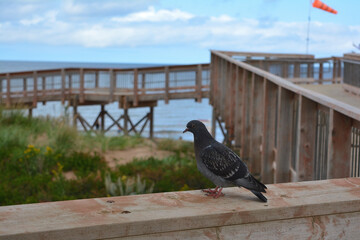 Rock Pigeon Perched on a Wooden Boardwalk Railing by the Beach