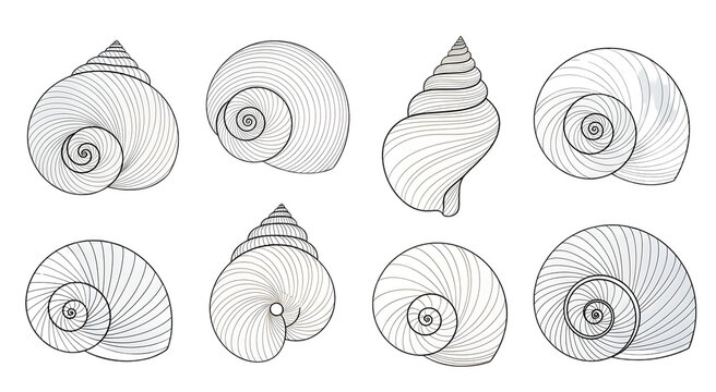Elegant Line Art Sea Shell Collection on White Background