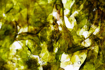Macro texture of roasted seaweed snack. Seaweed is low in calories, fat,sugar and a good source of minerals, vitamins and omega 3s but may contain heavy metals and high sodium © taffpixture