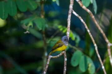 Grey-headed Canary-flycatcher The head has a short, erect crest. The head and chest are grey, contrasting with the upper body and yellowish-green tail. The rump and lower body are yellow.