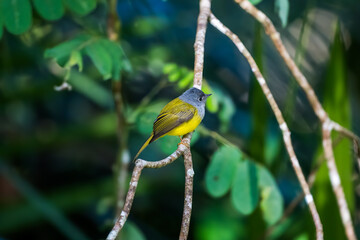 Grey-headed Canary-flycatcher The head has a short, erect crest. The head and chest are grey, contrasting with the upper body and yellowish-green tail. The rump and lower body are yellow. 