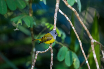 Grey-headed Canary-flycatcher The head has a short, erect crest. The head and chest are grey, contrasting with the upper body and yellowish-green tail. The rump and lower body are yellow. 