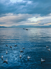 a calm lake with seagulls flying at the morning