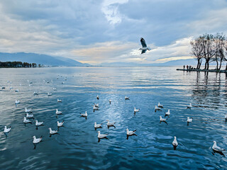 a calm lake with seagulls flying at the morning