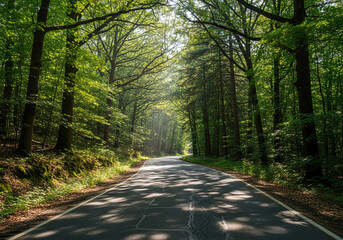road in the forest