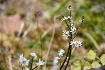 セリバオウレン　Coptis japonca var.dissecta.