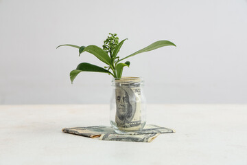 Glass jar with dollar banknotes and plant on white background