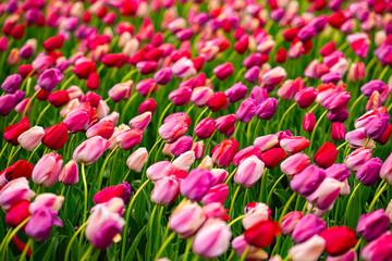 Red tulips blooming in a spring field. Tulip for floral background. Spring banner. Tulip as a natural spring wallpaper. Beauty tulips in a romantic nature scene. Spring holiday design.