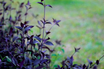 purple flowers in the garden