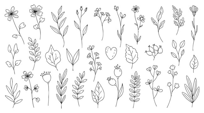 Hand drawn botanical florish and leaf decorative element