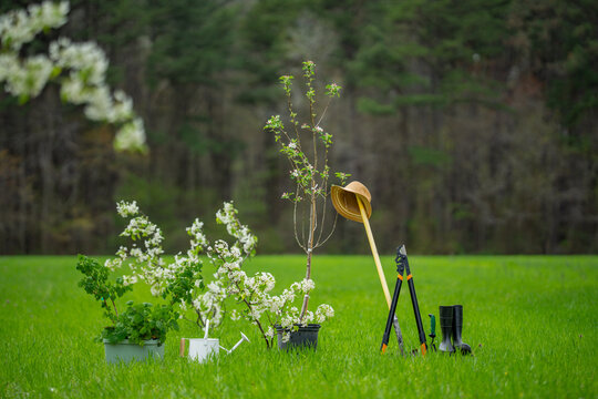 Gardening in spring background. Planting tree in spring. Cultivate backyard orchard. Farm on garden. Plant tree with garden tool. Spring concept. Spring greenery and grass. Garden tools. - Powered by Adobe