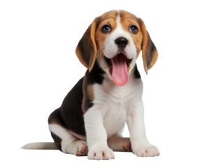 Adorable beagle puppy with tongue out sitting against a black background studio portrait
