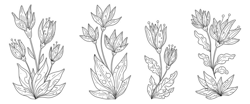 Hand drawn botanical florish decorative element