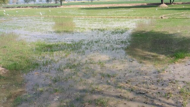 Grass flooded Field After Heavy Rain Showing Water birds accumulation on Grassland Under a Clear Sky video