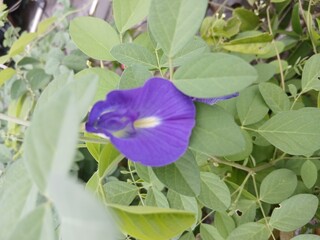 Butterfly Pea Flowers among Green Leaves