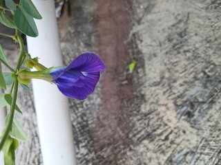 Butterfly Pea Flowers among Green Leaves