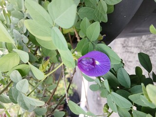 Butterfly Pea Flowers among Green Leaves