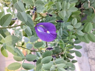 Butterfly Pea Flowers among Green Leaves