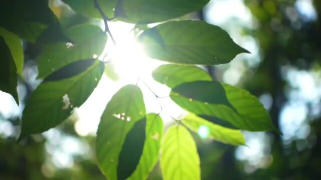 Cinematic close-up of sunlight creating beautiful bokeh as it flickers through leaves. Warm natural atmosphere with soft breeze motion, ideal for nature backgrounds and aesthetic visuals.