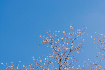 冬の青空とナンキンハゼの木の白い実01