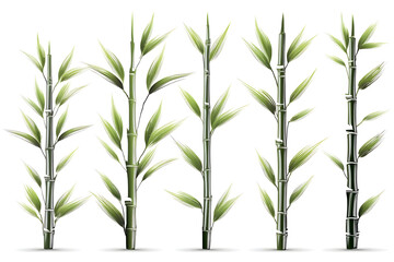 Obraz premium A vibrant display of bamboo stalks showcasing their unique structure and lush green leaves.