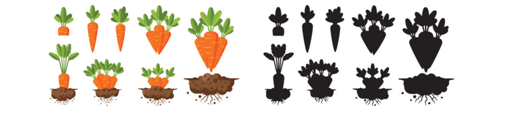 Carrot growth stages in soil with transparent background