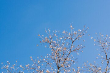 冬の青空とナンキンハゼの木の白い実05