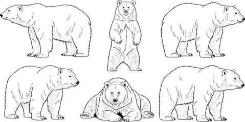 Hand drawn bear illustration set showing standing sitting and walking poses in detailed black and white vintage style vector artwork