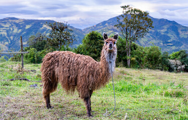 Fototapeta premium Brown llama stands on grassy hill near Banos de Agua Santa, Ecuador. Andean camelid poses with green mountains and cloudy sky in background